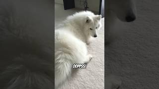 Oppsie!#shorts #samoyed #dog #cute #funny