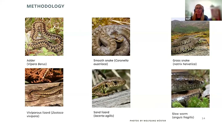 Considering reptiles when designing Biodiversity Net Gain