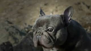 Grinchie Gangs Gotti #FRENCHIEBOSS