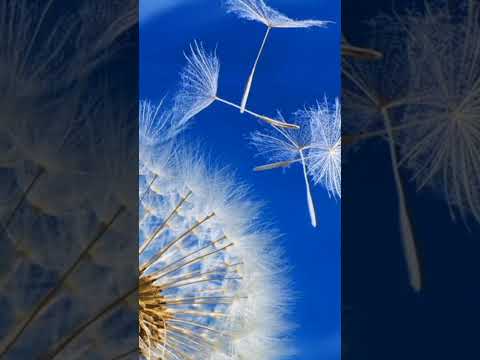 віршотерапiя як у нас Олександр Олесь