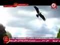 اصوات الحيوانات هديل الحمام طيور الجنة