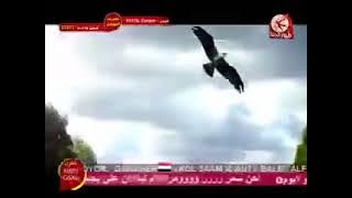 اصوات الحيوانات هديل الحمام طيور الجنة