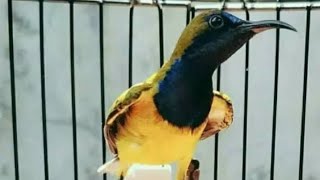 ISTIMEWA! BURUNG SOGON / SOTONG/ SOGOK ONTONG EMOSI SUARA GACOR MATERI 100% JERNIH