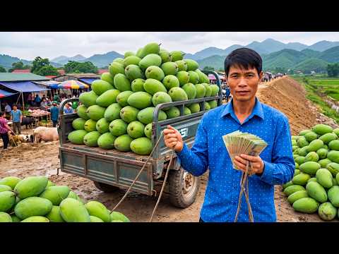 Harvesting 500+KG of Green Mangoes and Transporting Them to the Local Market for Sale