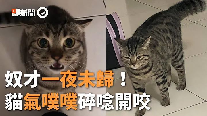 貓咪氣奴才一夜未歸「超殺眼神」碎唸完開咬｜精選影片｜寵物｜像女友的貓｜貓咪家暴 - 天天要聞