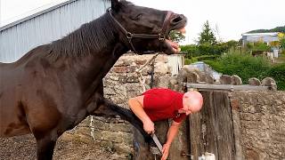 Funniest Horse Acts Ever Are a Must Watch! 😂 Funniest Animal Videos