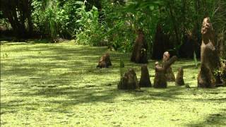 Люди на болоте. Louisiana Swamp.