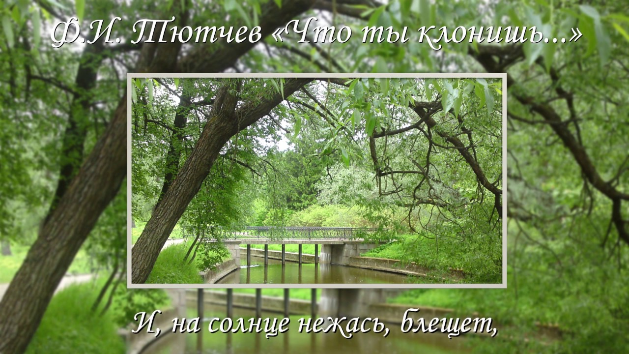 Ф.И. Тютчев «Что ты клонишь над водами...» - YouTube