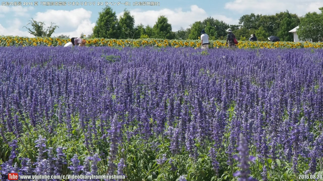 広島の風景16夏 世羅高原農場 ひまわりまつり 2 2 ラベンダー畑 08 Sunflower Festival Lavender Field Sera Kogen Farm Youtube