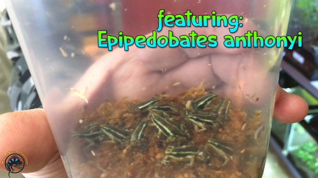 How To Take Care of A Poison Dart / Arrow Frog! - YouTube