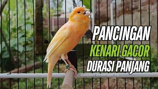 Suara Burung Kenari Gacor! untuk Pancingan Kenari Muda Belajar Bunyi Langsung Bunyi!!