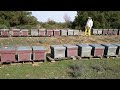 Diario de un apicultor. Cap 8. Resumen año apícola 2021