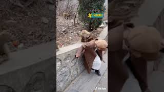 Đang Duyên Dáng Cho Khỉ Ăn, Cô Gái Bị Giật Phăng Tóc Giả