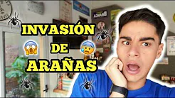 CUANTAS ARAÑAS HAY EN MI CASA?? ??️?