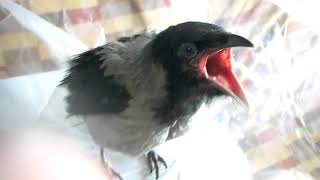 Голодный птенец вороны)