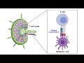 Functions of the Immune System