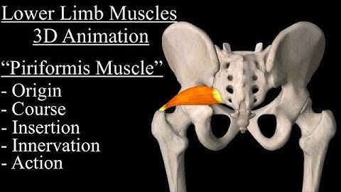 Lower Limb muscles anatomy animation Series. Piriformis Muscle anatomy Animation and function.