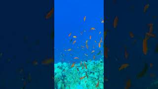 Diverse Fish of the Red Sea | Разнообразие рыб Красного моря