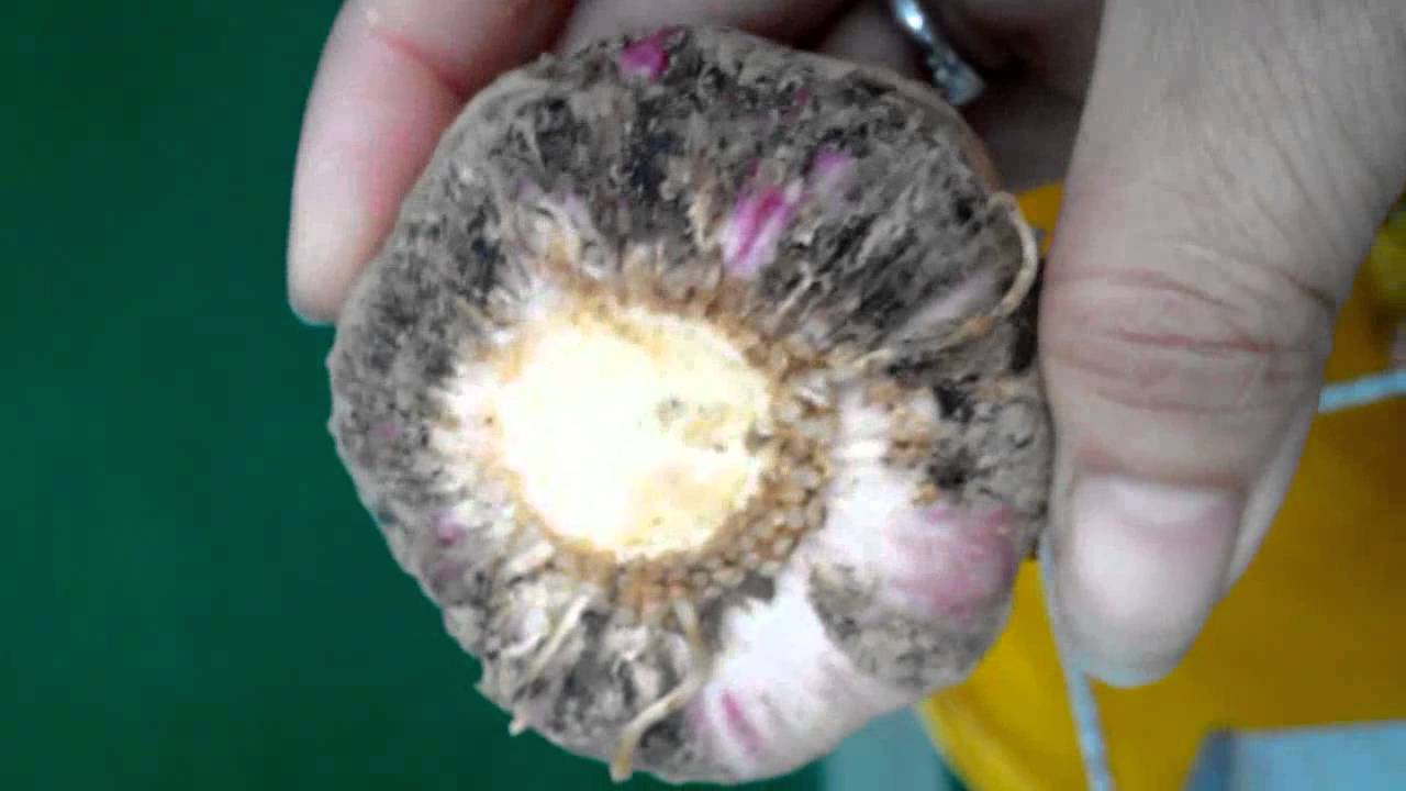 fresh garlic root and stem cutting machine