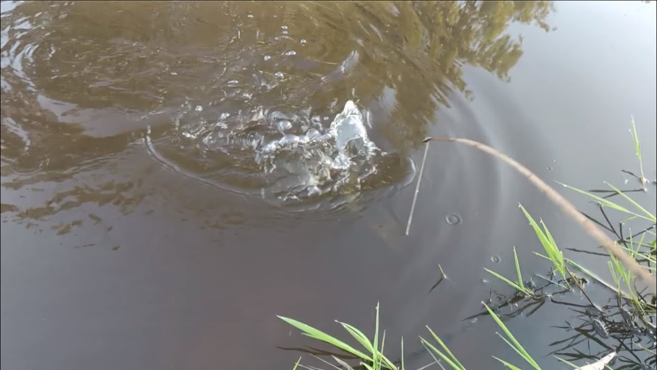 #ใส่เบ็ดเหยื่อสบู่กรด⁉️ ปักเบ็ดปลาดุก สูตรโบราณ ห้วยธรรมชาติ #shiva #ศิวะศรีแก้ว