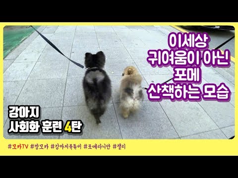 <strong>에듀펫</strong> 강아지 사회화 훈련, 강아지 산책 훈련 [깡모카]