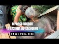 Porco Ladrão de Casa de Cachorro