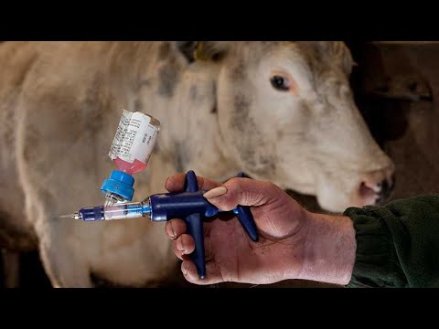 Вакцина от кишечной инфекции у скота разработана в Краснодаре