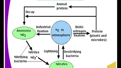 Biology form 3,Nitrogen cycle lesson 13