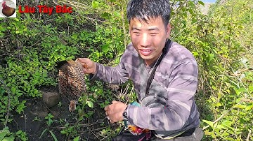 Bẫy chim đa đa  2021,cuab qaib qag qag tuaj zoo heev