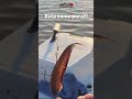 cosa linda la pesca !!!!! 🎣 🎣 🎣