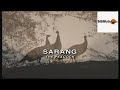 Sarang - The Peacock , a documentary on the  National Bird of India the Peacock Pheasant