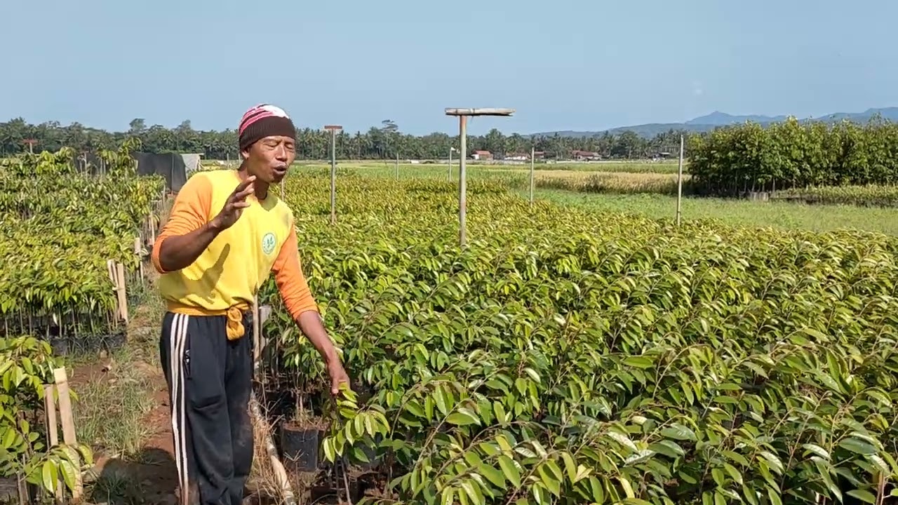Bibit Durian Berlabel I Bibit durian Bersertifikat I Musang King I Bawor