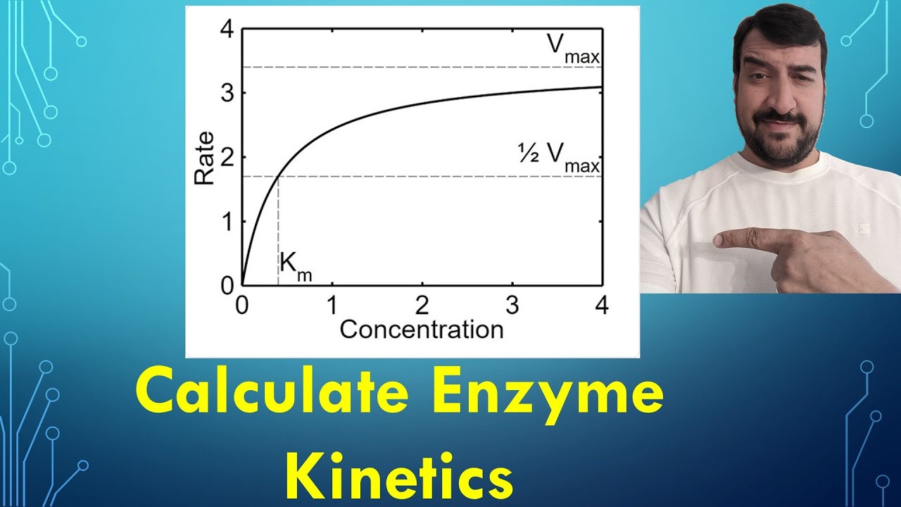 Enzyme kinetics - calculating Km and Vmax using Excel - YouTube