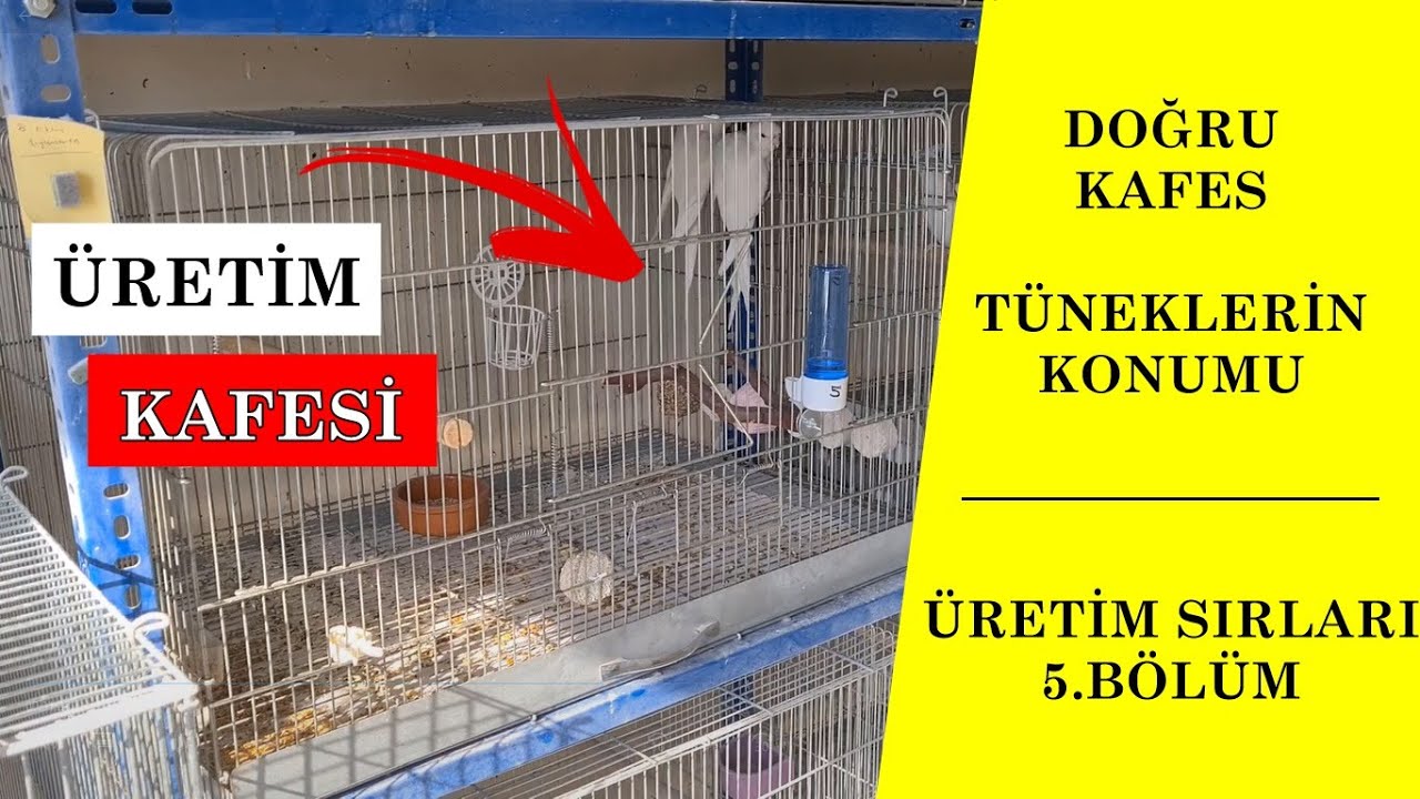 Sultan Papağanı Üretim Kafesi- ÜRETİM SIRLARI || 5.BÖLÜM