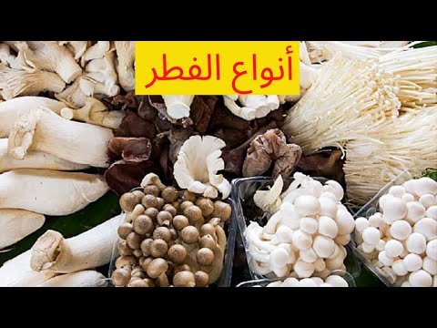 أنواع الفطر الموجود في العالم الصالح للإستهلاك