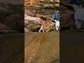 #fishing #sydney #australia #youtubeshorts #shortvideos #viralvideos #india