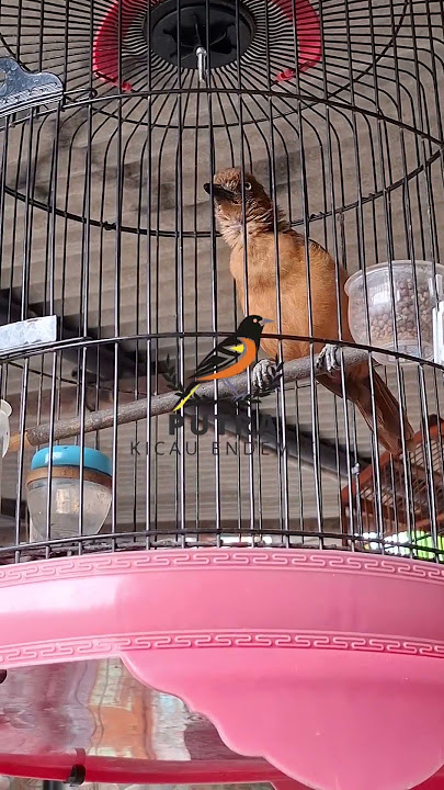Burung Pitohui Rusty Mata Putih Endemik Papua #kicaumania #burung #pitohui #pitohuirusty