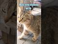 Всё, что нужно, есть #жизнь #кот #юмор #мем #котикисмешные #прикол #котики #смешныевидео #cat #топ