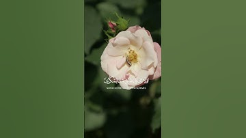 وَاصْبِرْ وَمَا صَبْرُكَ إِلَّا بِاللَّهِ...سورة النحل الآية 127 و 128 القارئ فارس عباد
