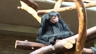 Download Lagu Dierentuin Artis Amsterdam (20) Het Klein Zoogdierenhuis MP3