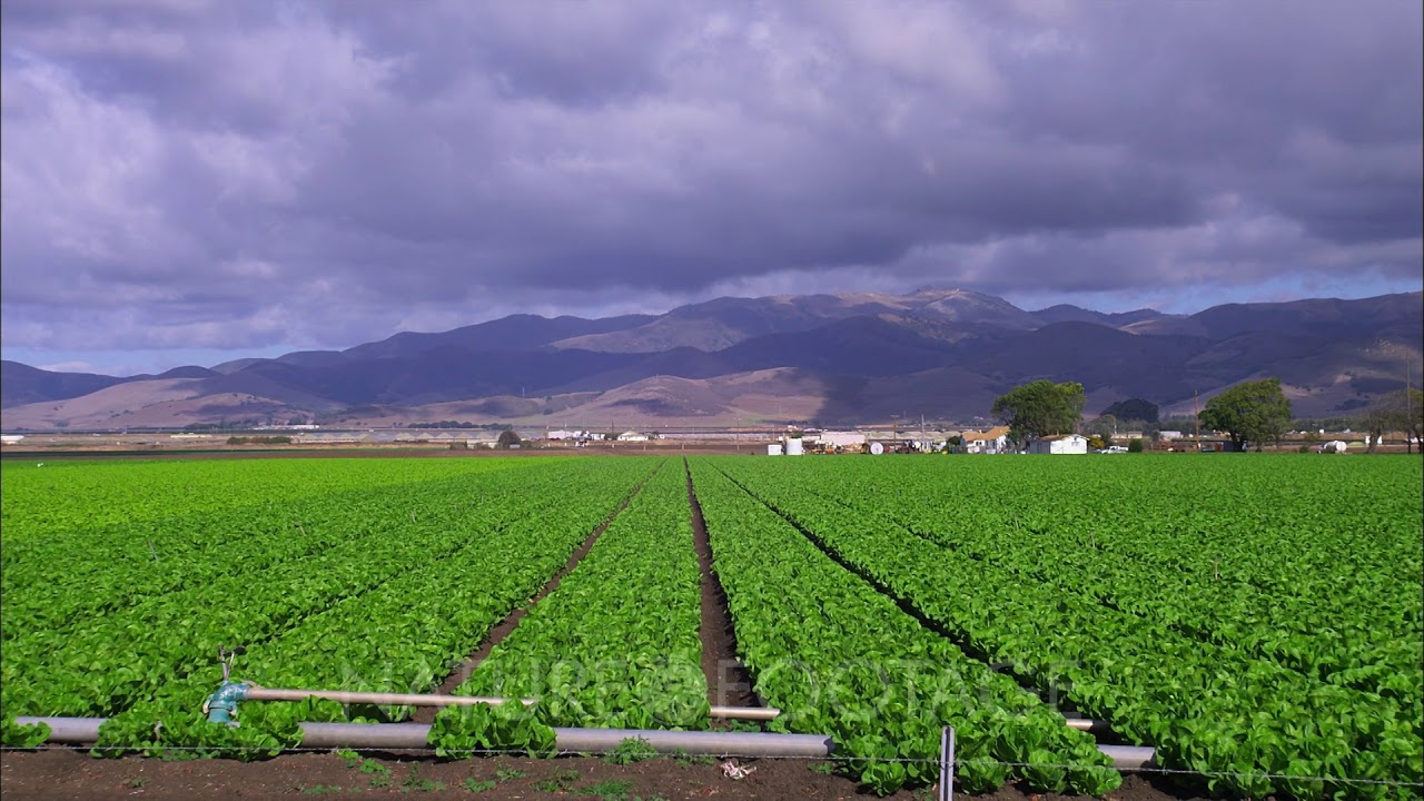 Калифорния сельское хозяйство. Сельское хозяйство Македонии. Калифорния промышленность. Промышленность Калифорнии. Row fields