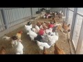 Chikens - Time to eat....... Freddy Farm