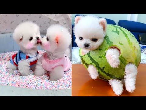 Tik Tok Chó Phốc Sóc Mini 😍 Funny and Cute Pomeranian #242