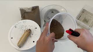 Goliath Beetle Larvae Pupation Process (The How To)