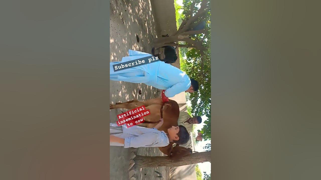 Artificial insemination to cowanimals subscribe YouTube