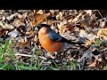 Goudvinken | Bullfinch | 1080p50HD | Pyrrhula pyrrhula | Nunspeet | 2015 | The Netherlands.