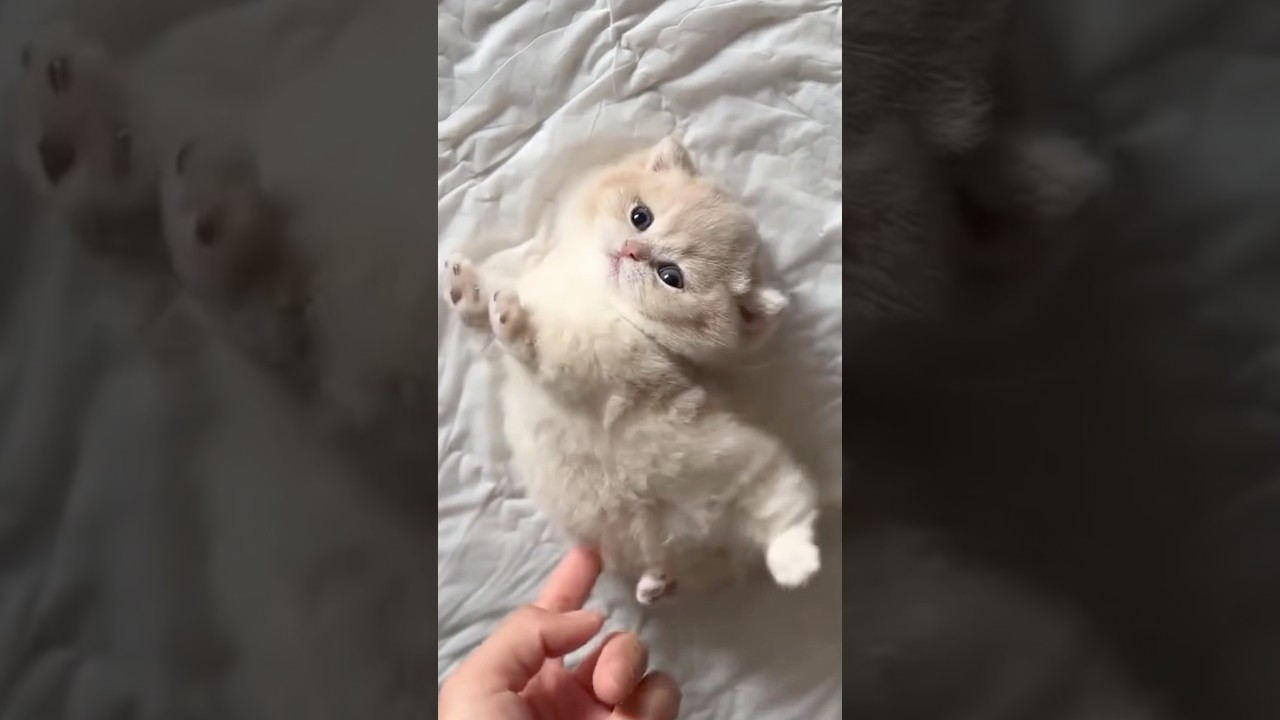 The Most Epic Cat Confrontation 🤣