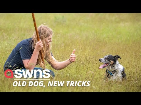 Dog who couldn't work after becoming deaf learns sign language to continue rounding up flock | SWNS