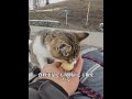 旅猫「悟空」誕生秘話：孤独な行者を救った小さな命、その恩返しが泣ける #犬 #動物 #動物世界 #面白い #funny