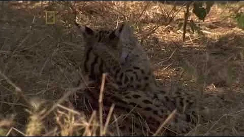 Watch the video about The Living Edens